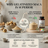 Infographic explaining why gelatinized maca is superior to raw maca powder, highlighting starch-free formulation, easy digestibility, and maximum nutrient absorption.