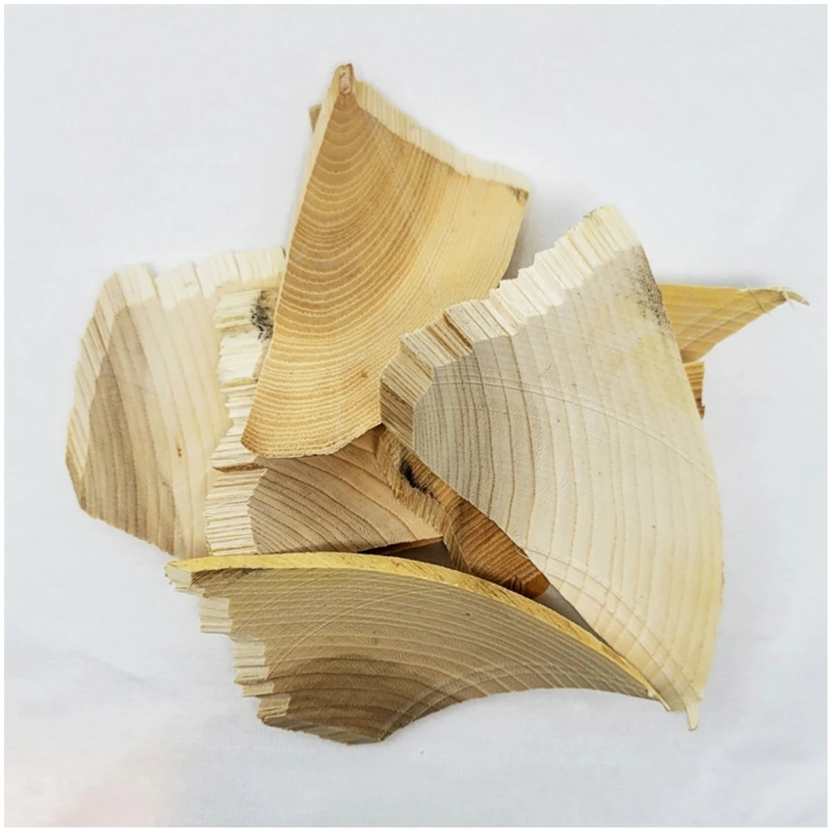High-quality dried Kalopanax wood slices (Castor Aralia), showcasing the natural texture and purity of traditional Korean herbal medicine.