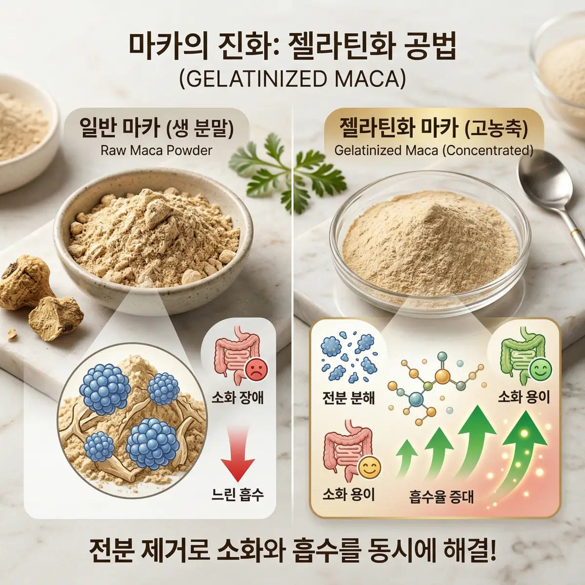 Infographic showing Herb & Honey gelatinized organic Maca powder, a Peruvian superfood from the nuts and seeds category.