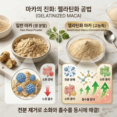 마카의 진화: 젤라틴화 공법 인포그래픽. 일반 마카 분말 대비 전분을 제거하여 소화가 잘 되고 영양 흡수율을 높인 Herb & Honey 젤라틴화 마카의 장점 설명.