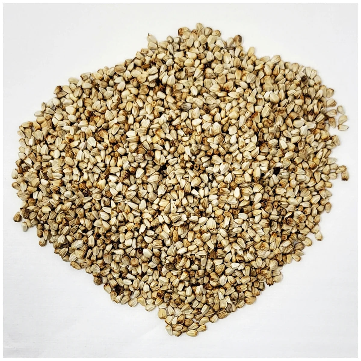 High-quality raw Korean safflower seeds from KOSBEE, showcasing the natural texture and purity of premium herbal seeds.