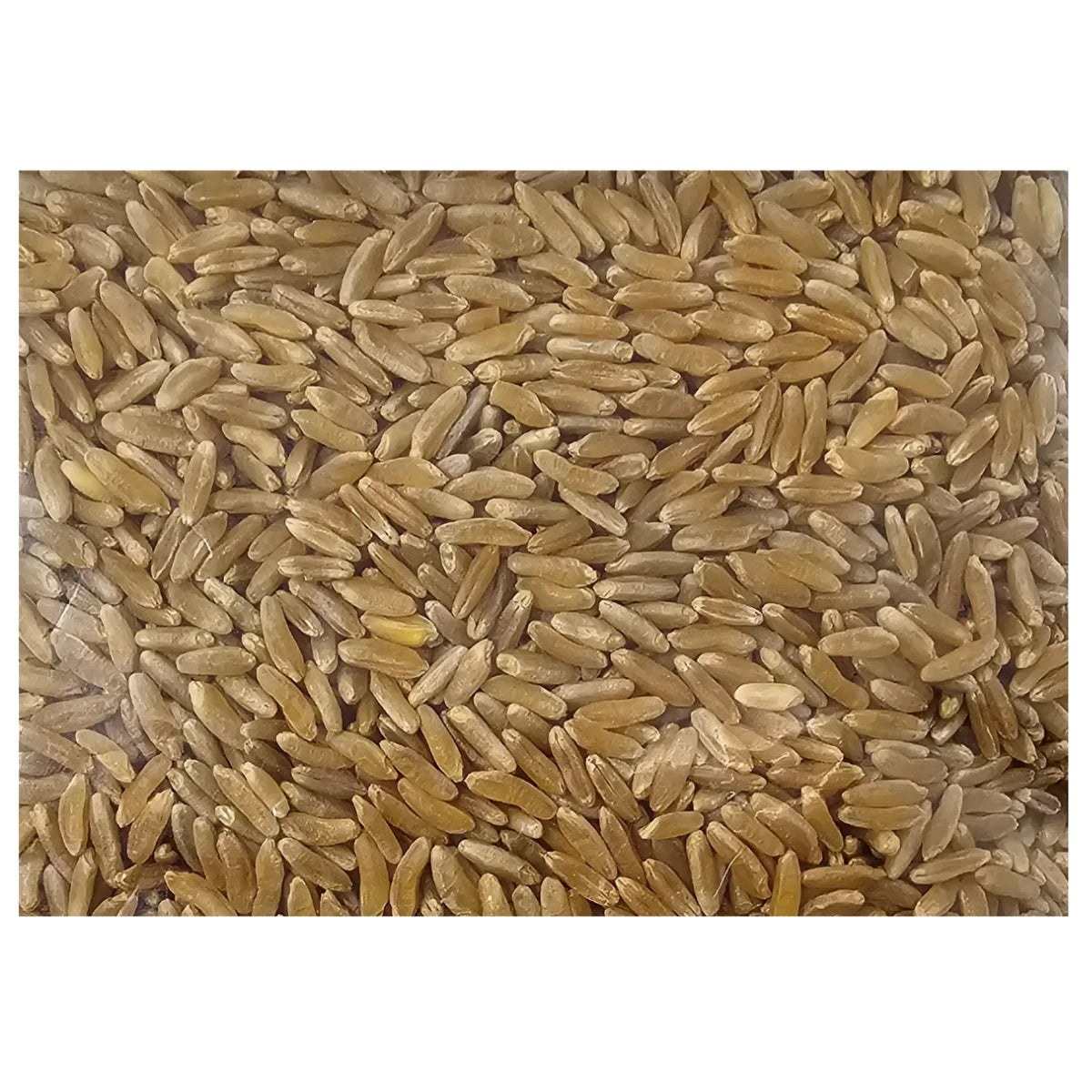 Close-up of raw, unhybridized organic Khorasan wheat grains, showing their natural golden color and premium quality. 고품질 유기농 호라산 밀 카무트 원물 확대 사진.