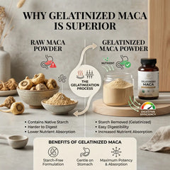 Infographic explaining why gelatinized maca is superior to raw maca powder, highlighting starch-free formulation, easy digestibility, and maximum nutrient absorption.